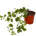 Pianta di Cappero Vaso 18cm