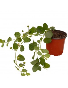 Pianta di Cappero Vaso 18cm