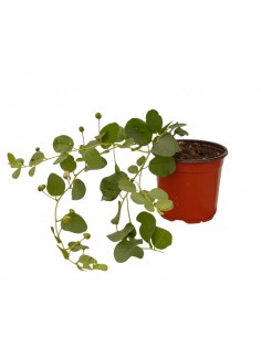 Pianta di Cappero Vaso 18cm 2