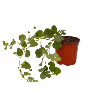 Vendita Pianta Cappero Vaso 18cm-Piante Aromatiche|Vivaio Mondo Piante