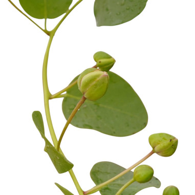 Vendita Pianta Cappero Vaso 18cm-Piante Aromatiche|Vivaio Mondo Piante