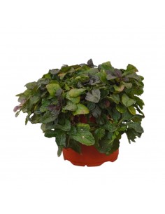 Pianta di Ajuga Repens in... 2