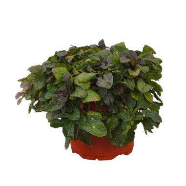 Pianta di Ajuga Repens in Vaso 18cm - Piante Da Cespuglio|Mondo Piante