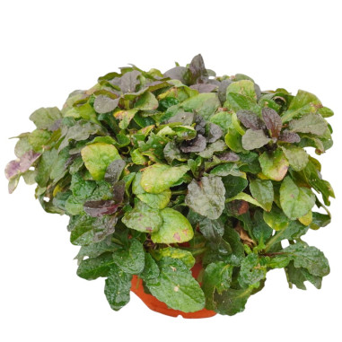 Pianta di Ajuga Repens in Vaso 18cm - Piante Da Cespuglio|Mondo Piante