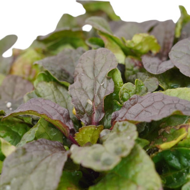 Pianta di Ajuga Repens in Vaso 18cm - Piante Da Cespuglio|Mondo Piante