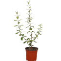 Pianta  di Feijoa Sellowiana in Vaso 18cm- Frutto Tropicale