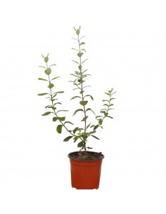 copy of Feijoa Sellowiana...