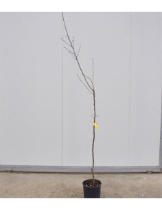 Albero di Mandorlo Filippo Ceo 3 Anni | Mondo Piante