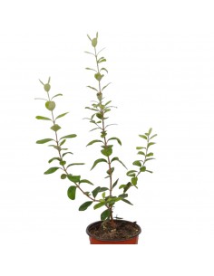 copy of Feijoa Sellowiana... 2