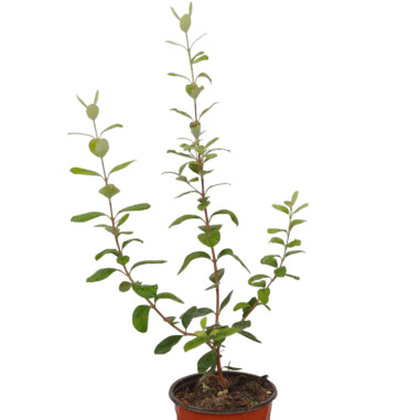 Feijoa Sellowiana Plant for Sale - Bush Plants Online | Mondo Piante