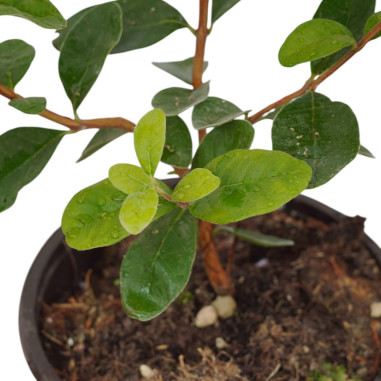 Pianta di Feijoa Sellowiana Vaso 18cm-Piante Da Cespuglio|Mondo Piante