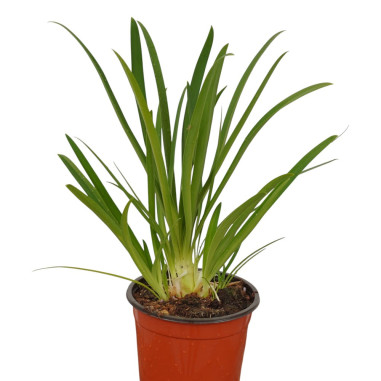 Agapanthus Plant for Sale - Piante Da Cespuglio Online | Mondo Piante
