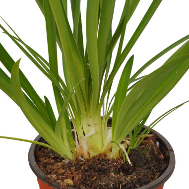 Pianta Agapanthus Africano Vaso 18cm-Piante Da Cespuglio|Mondo Piante