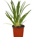 Pianta di Agapanthus Africano Blu Vaso 18cm-Pianta Ornamentale e Fiorita