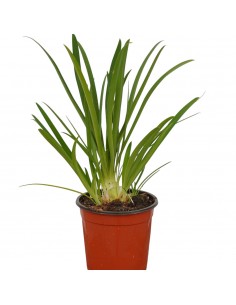Pianta di Agapanthus...