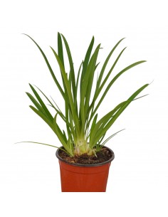 Pianta di Agapanthus... 2
