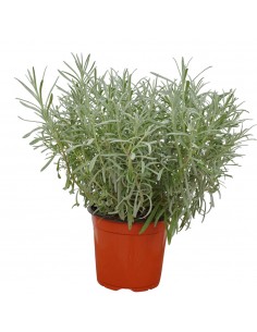 Pianta di Lavanda...
