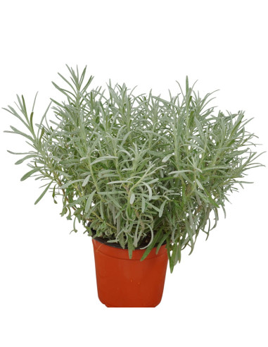 Pianta di Lavanda in Vaso 18cm- Piante Aromatiche | Mondo Piante