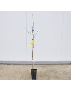 Albero di Mandorlo Filippo Ceo 3 Anni | Mondo Piante 2