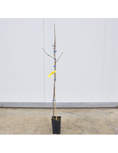 Albero di Mandorlo Filippo Ceo 3 Anni | Mondo Piante