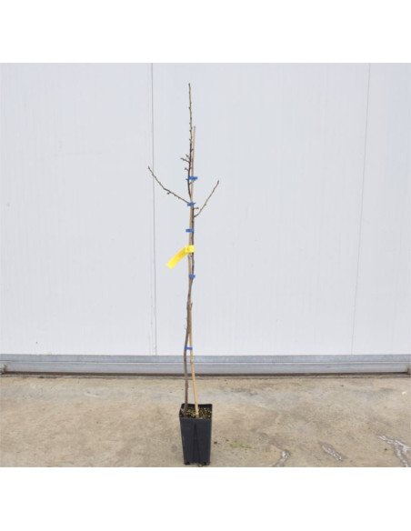 Albero di Mandorlo Filippo Ceo 3 Anni | Mondo Piante