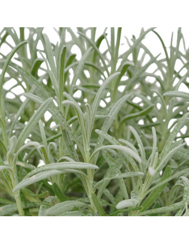 Pianta di Lavanda in Vaso 18cm- Piante Aromatiche | Mondo Piante