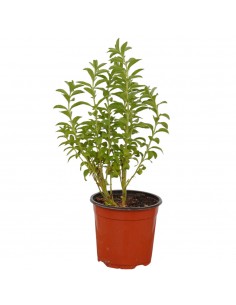 Pianta di Stevia in Vaso...