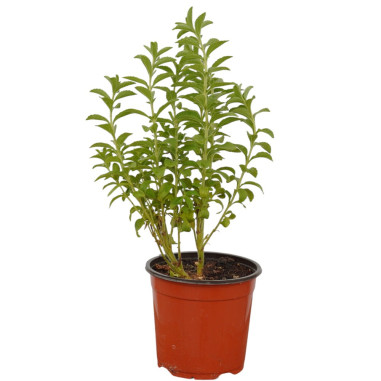 Pianta di Stevia in Vaso 18cm - Piante Aromatiche |Vivaio Mondo Piante