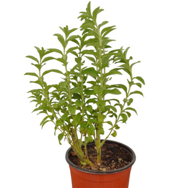Pianta di Stevia in Vaso 18cm - Piante Aromatiche |Vivaio Mondo Piante