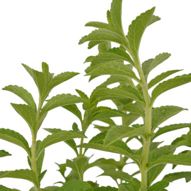 Pianta di Stevia in Vaso 18cm - Piante Aromatiche |Vivaio Mondo Piante