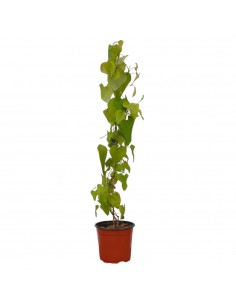 Pianta di Aristolochia...