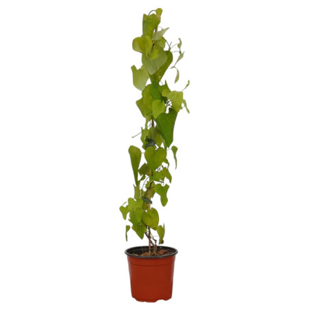 Pianta Aristolochia Gigantea Vaso 18 cm | Mondo Piante