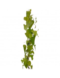 copy of Aristolochia... 2