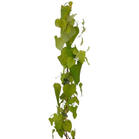 Pianta Aristolochia Gigantea Vaso 18 cm | Mondo Piante