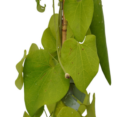 Pianta di Aristolochia Gigantea Vaso 18cm-Pianta Rampicante|Mondo Piante