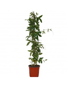 Pianta Passiflora Caerulea...
