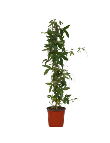Vendita Pianta di Passiflora Cerulea Vaso 18 | Mondo Piante