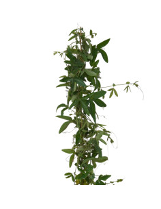 Vendita Pianta di Passiflora Cerulea Vaso 18 | Mondo Piante 2