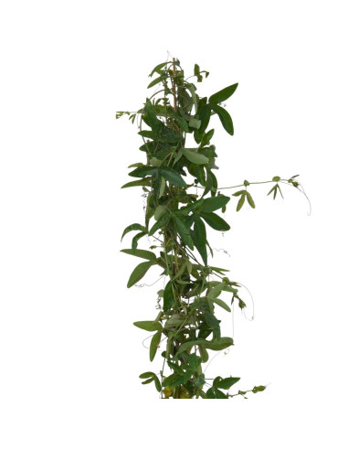 Sale Of Passiflora Cerulea Plant- Climbing Plant | Mondo Piante