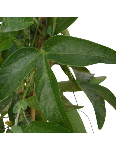 Pianta Passiflora Caerulea Vaso 18cm - Piante Rampicanti|Mondo Piante
