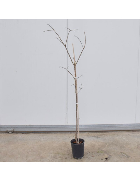 Albero di Melo Renetta 3 Anni | Mondo Piante