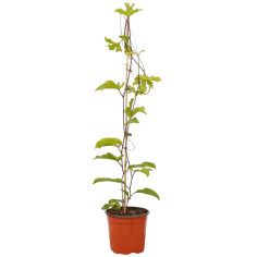 Pianta Passiflora Edulis Vaso 18 cm (Maracuja) | Mondo Piante