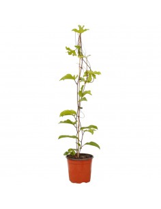 Pianta Passiflora Edulis in...