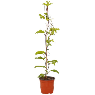 Pianta Passiflora Edulis Vaso 18 cm (Maracuja) | Mondo Piante