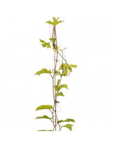 Pianta Passiflora Edulis in... 2