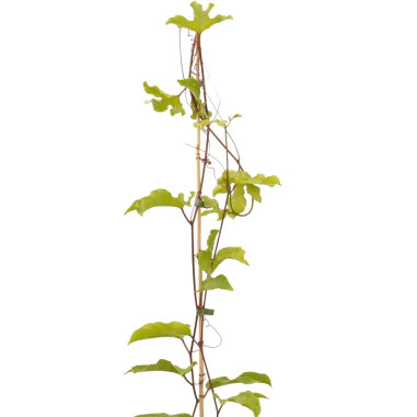 Pianta Passiflora Edulis in Vaso 18cm Piante Rampicanti |Mondo Piante