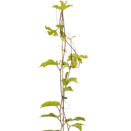 Pianta Passiflora Edulis Vaso 18 cm (Maracuja) | Mondo Piante