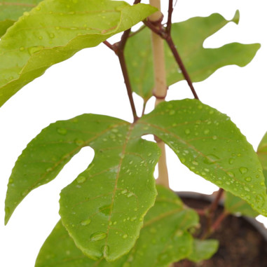 Pianta Passiflora Edulis in Vaso 18cm Piante Rampicanti |Mondo Piante