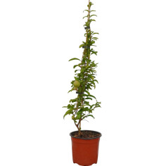 Albero di Melograno Wonderful Vaso 18cm | Mondo Piante