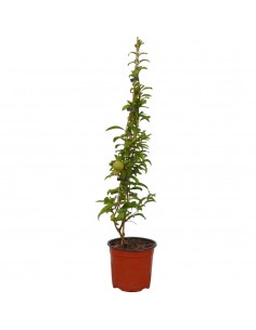 Albero Melograno Wonderful...